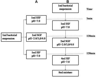 The Fate of Bacteria in Human Digestive Fluids: A New Perspective Into the Pathogenesis of Vibrio parahaemolyticus